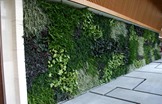 植物墙行业未来的发展趋势在哪？