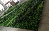从仿真植物墙谈立体绿化