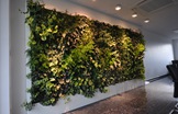 办公室植物墙欣赏