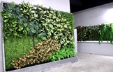 墙体绿化种植——美化城市绿色环境