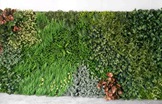 误区：天然的植物墙可以进行光合作用比仿真植物墙好