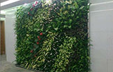 武汉植物墙——绿色植物或仿真植物编植成的墙体