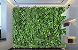 植物墙——混凝土墙面上的花园