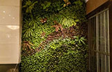 植物墙——建筑物的天然空调
